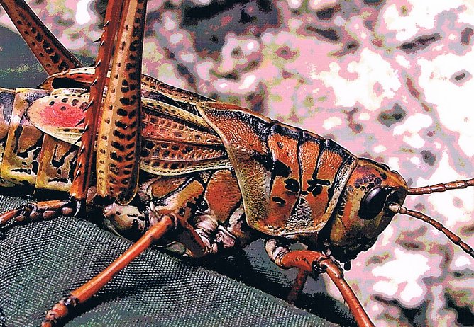 Verwandlung (Foto: Richter)