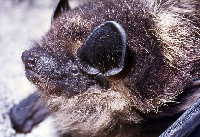 Überwintern im Stollenq (Foto: Foto Friedel Knolle sen.) Überwintern im Stollenq (Foto: Foto Friedel Knolle sen.)
