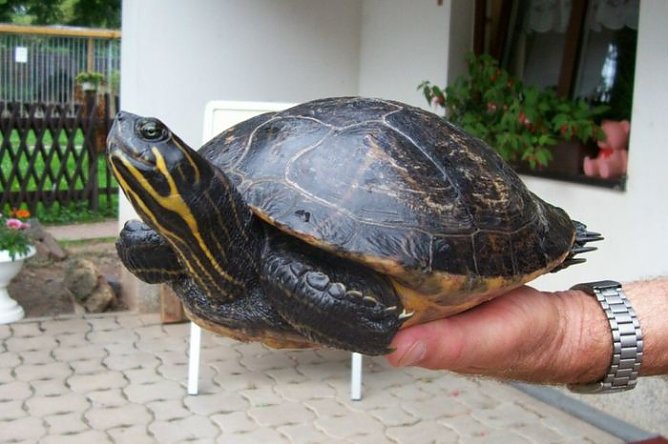 Schildi (Foto: Tierheim)