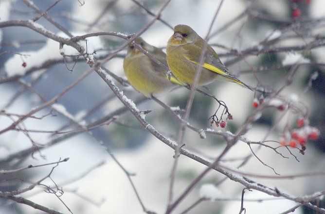 Gr&uuml;nfinken (Foto: Siegfried Wielert)
