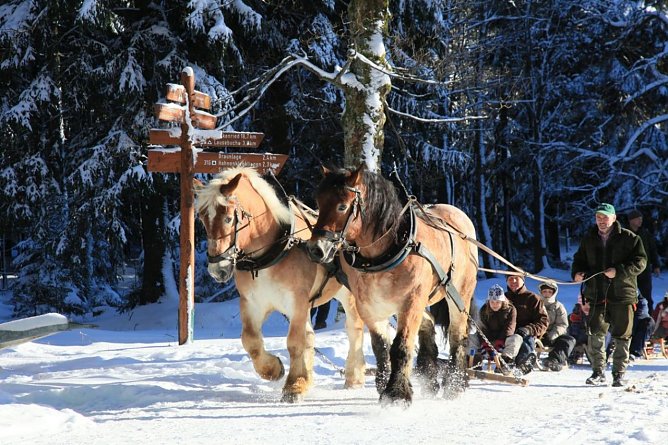 Mit dem Gespann durch den Winterwald (Foto: Richter)