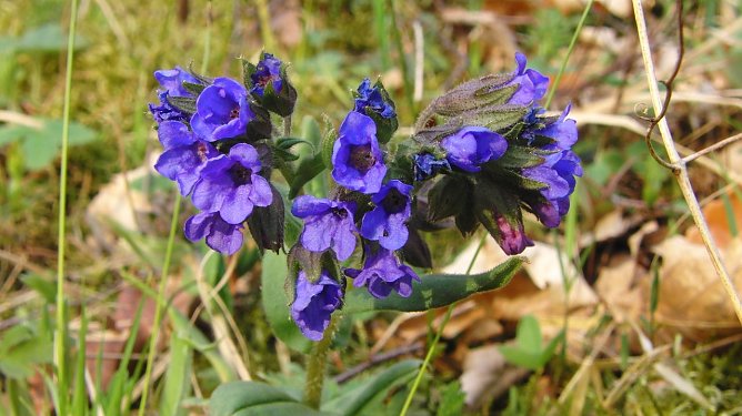 Die Pflanze von neben an: Schmalblättriges Lungenkrautes (Foto: B. Schwarzberg) Die Pflanze von neben an: Schmalblättriges Lungenkrautes (Foto: B. Schwarzberg)