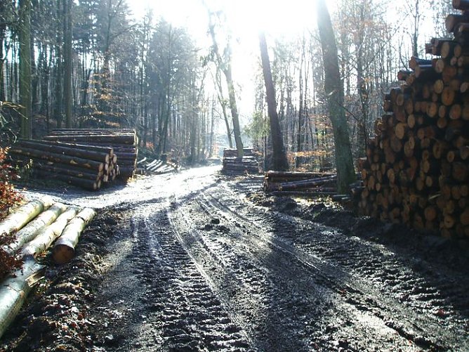 Begehrt: Holz aus dem S&uuml;dharz (Foto: Br&uuml;ggemann)