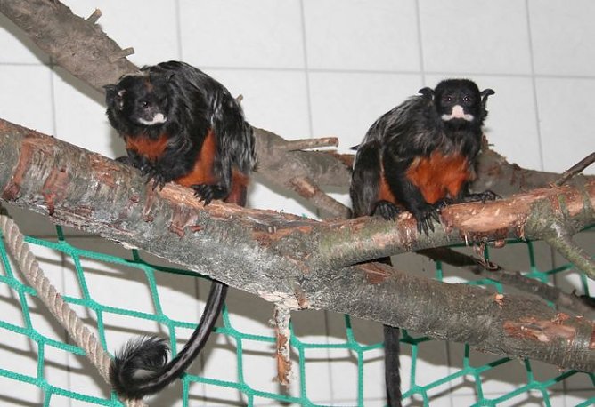 Affen in Nordhausen (Foto: Hellberg) Affen in Nordhausen (Foto: Hellberg)