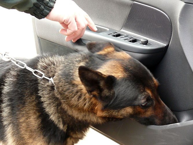 Archivbild von Falco (Foto: Zoll) Archivbild von Falco (Foto: Zoll)