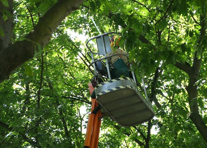 Baumkronen werden ausgelichtet (Foto: nnz)