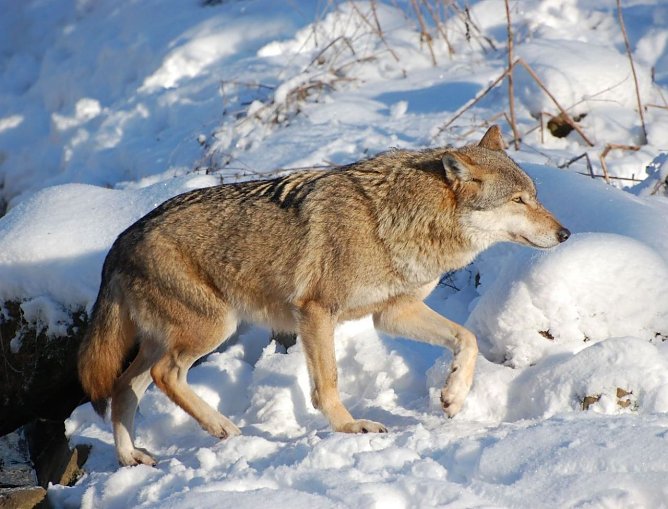 W&ouml;lfen auf der Spur (Foto: Wassmann)