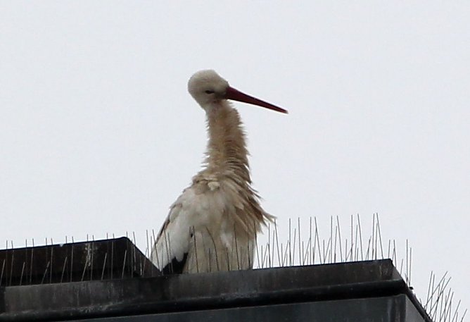 Er sollte krank sein... (Foto: nnz)
