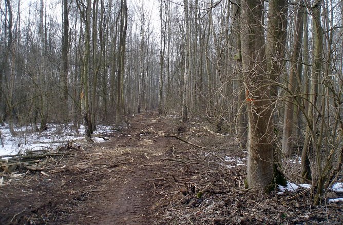 Holzernte am Nonnenteich (Foto: Klaus-W. Br&uuml;ggemann)