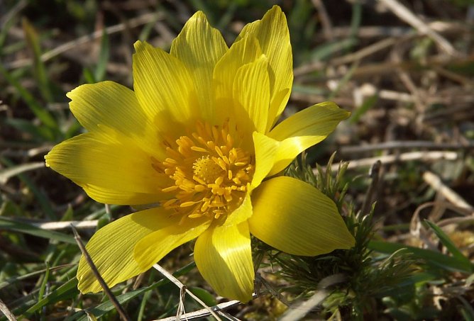 Fr&uuml;hlingsadonisr&ouml;schen (Foto: J&uuml;rgen Steimecke)
