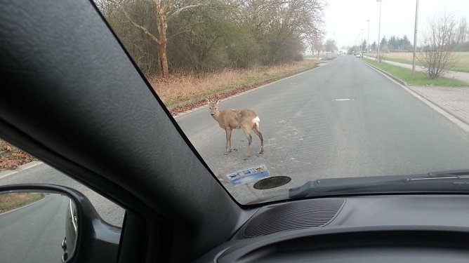 Vor der Feuerwehr gefl&uuml;chtet (Foto: Polizei)
