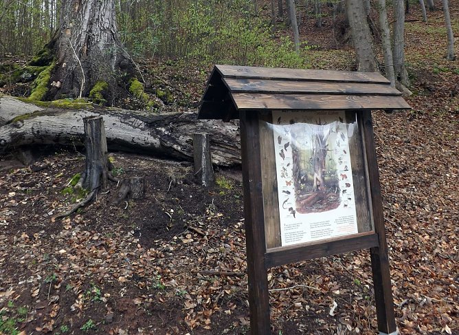 Infotafel gestaltet (Foto: I. Schoolmann)