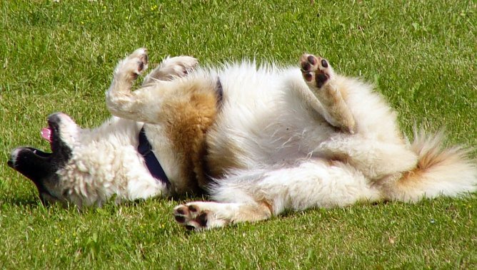 Hundeschule (Foto: VHS)