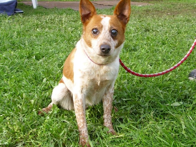 In Niedergebra gefunden (Foto: C. Knust) In Niedergebra gefunden (Foto: C. Knust)