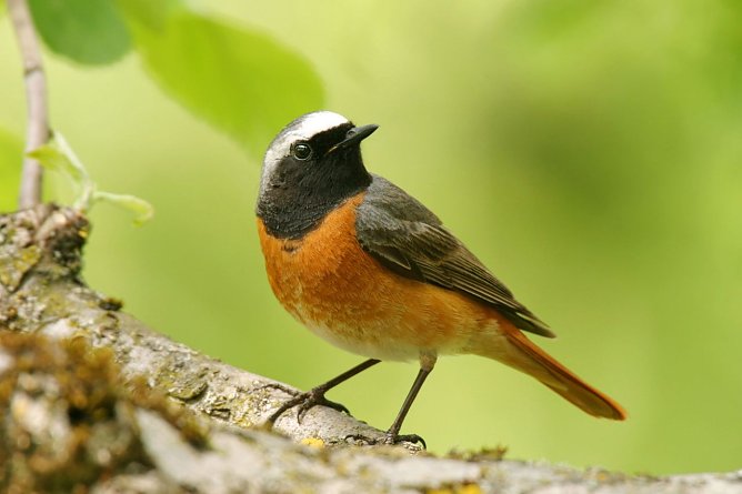 Gartenrotschwanz (Foto: NABU)