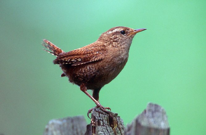 Zaunk&ouml;nig  (Foto: Manfred Delpho)