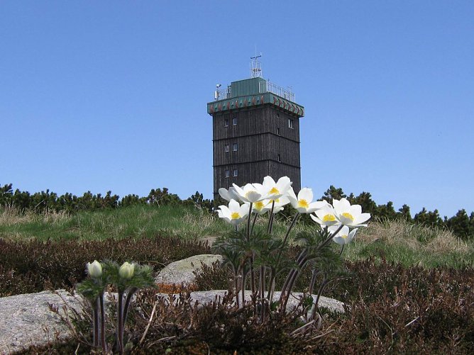 Einladung in den Brockengarten (Foto: Karste) Einladung in den Brockengarten (Foto: Karste)