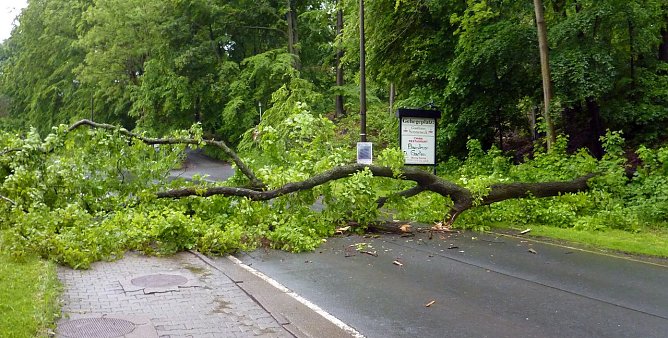 Umgehauen (Foto: nnz)