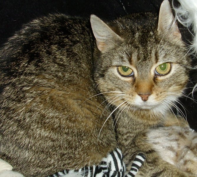 Auguste (Foto: C. Knust)