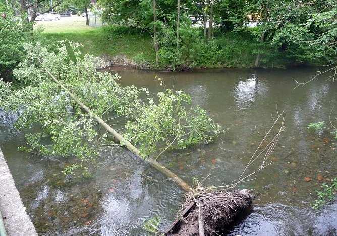 Baum (Foto: nnz) Baum (Foto: nnz)