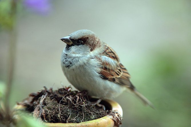 Er ist die Nr.1 - der Haussperling (Foto: NABU Thüringen/Fotonatur) Er ist die Nr.1 - der Haussperling (Foto: NABU Thüringen/Fotonatur)