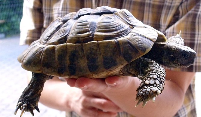 Schildi (Foto: C. Knust)