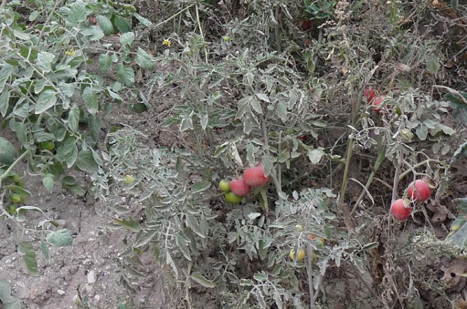 Haldenbefahrung der Kalihalde Sondershausen (Foto: Karl-Heinz Herrmann)