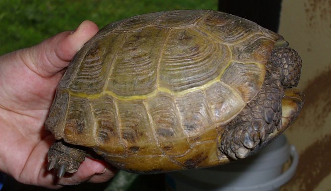 Besitzer gesucht (Foto: C. Knust)