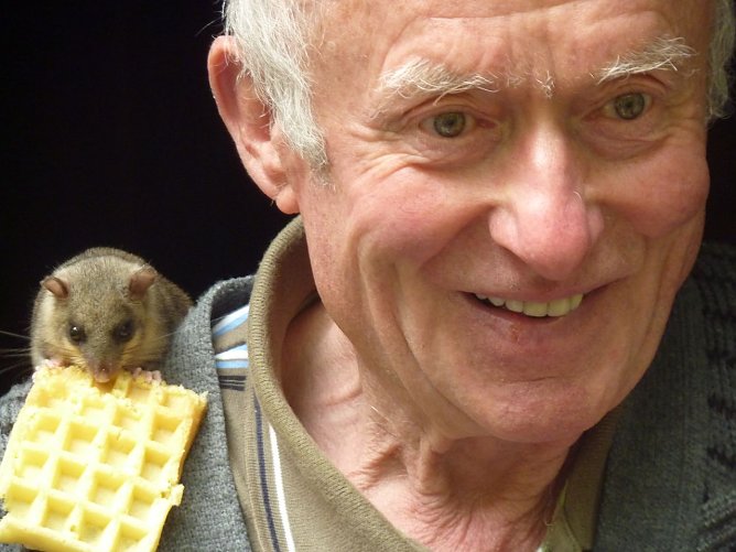 Siebenschläfer (Foto: privat) Siebenschläfer (Foto: privat)