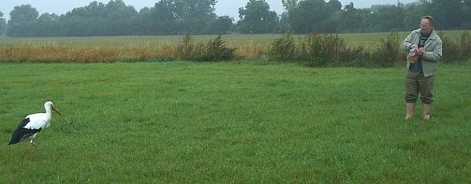 Storchenf&uuml;tterung in G&ouml;rsbach (Foto: Gemeinde)