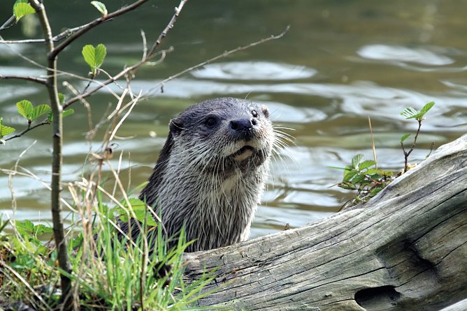 Fischotter (Foto: Flussb&uuml;ro Erfurt)