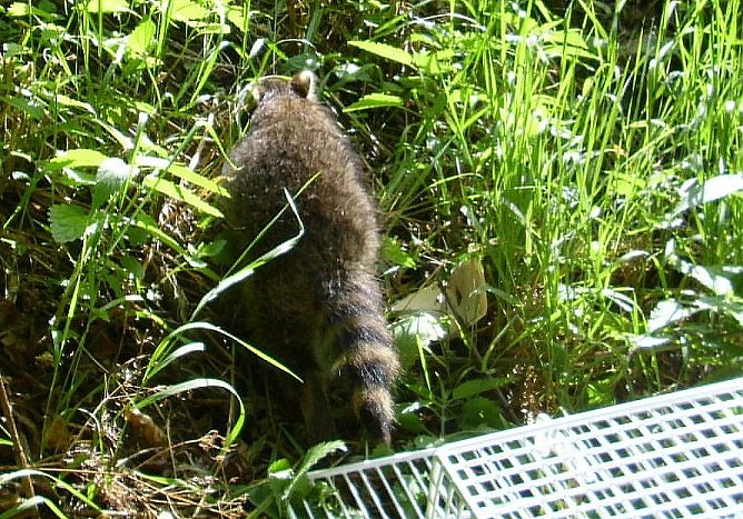 Entwischt (Foto: C. Knust)