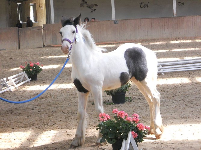Zu sehen in Wollersleben (Foto: privat) Zu sehen in Wollersleben (Foto: privat)