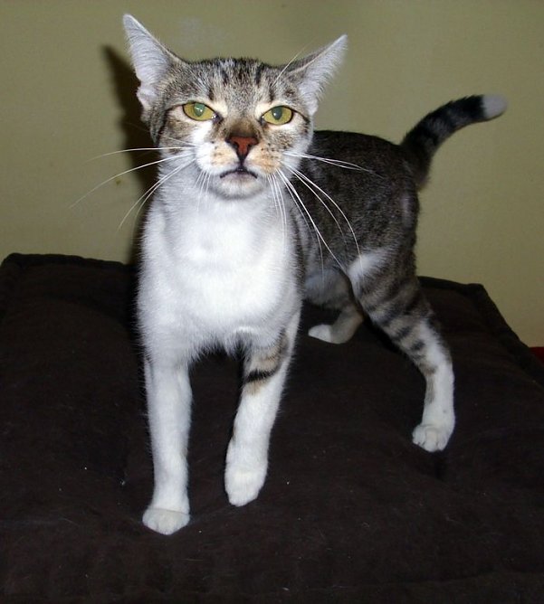 tierheim (Foto: tierheim)