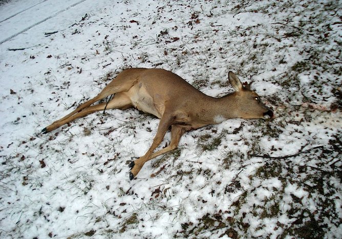 Das Ende eines Wildwechsels (Foto: privat)