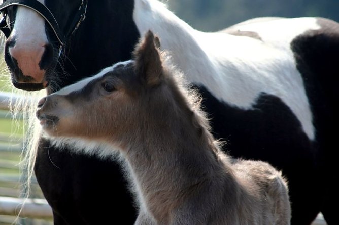 Twiligth Fohlen (Foto: privat)