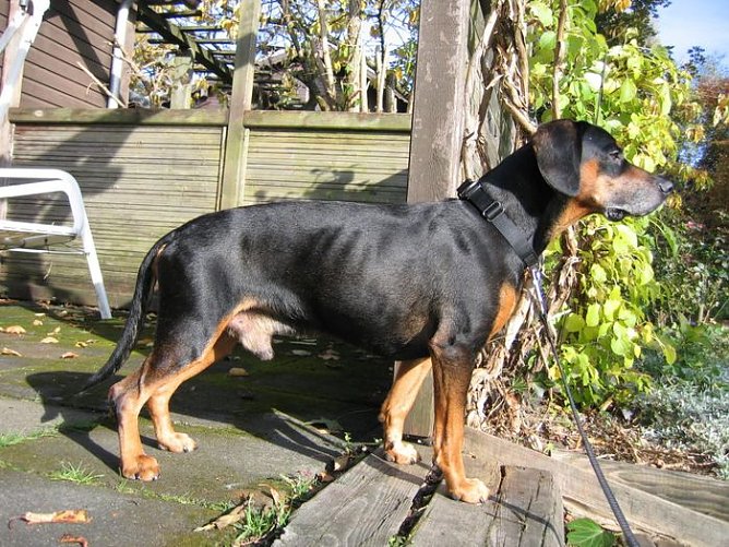 Sucht Besitzer (Foto: Fremdling) Sucht Besitzer (Foto: Fremdling)