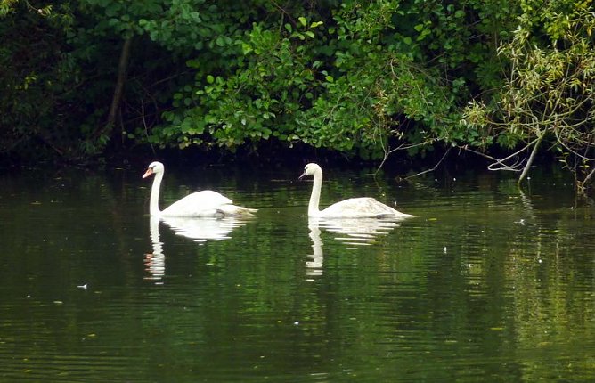 Zwei Schw&auml;ne (Foto: Stadtverwaltung Bleicherode)