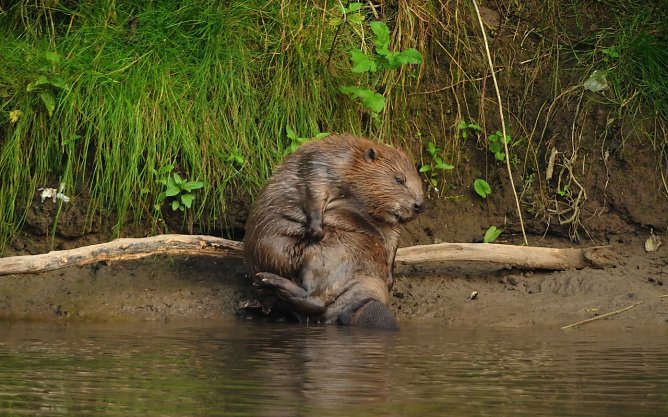 Lebensraum des Bibers (Foto: Klaus)