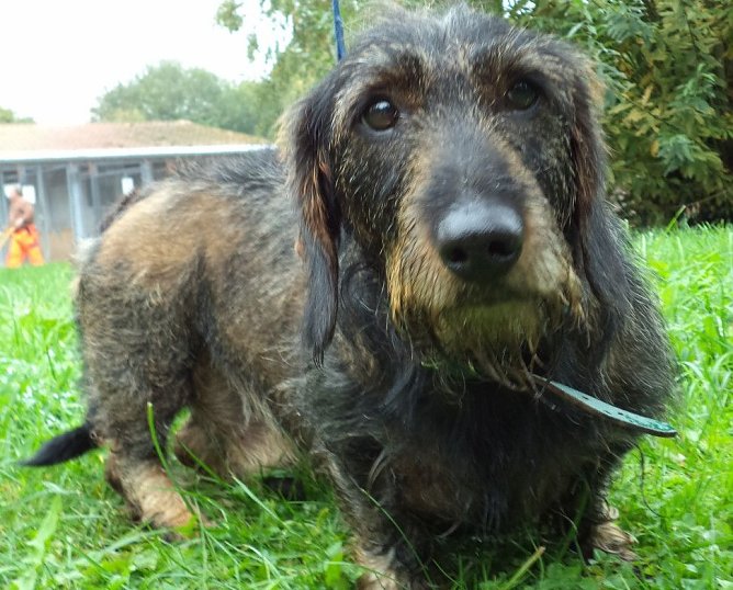 Pauli (Foto: C. Knust) Pauli (Foto: C. Knust)