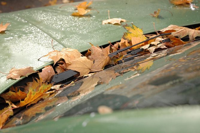 Gefahr durch Laub (Foto: TÜV) Gefahr durch Laub (Foto: TÜV)