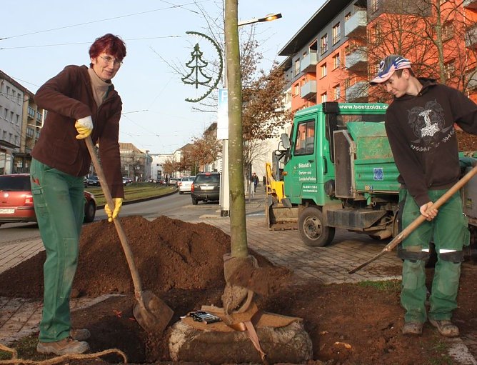 Neue Bäume (Foto: P. Grabe|Stadtverwaltung Nordhausen) Neue Bäume (Foto: P. Grabe|Stadtverwaltung Nordhausen)