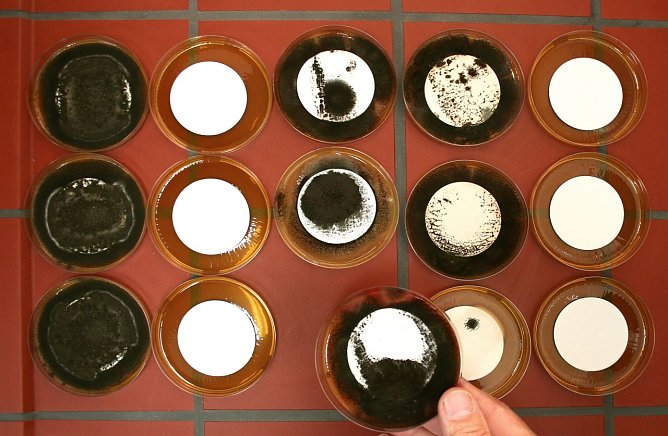 Kampf dem Schimmel (Foto: Stiftung Warentest)