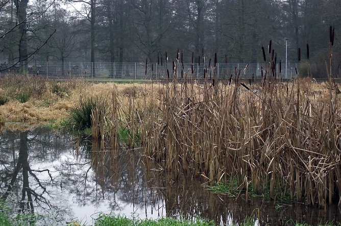 Biotop im Stadtpark (Foto: Kurt Frank)