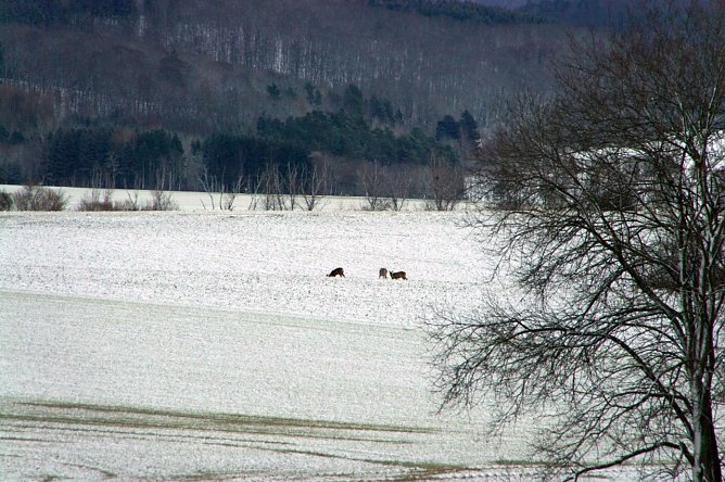 Wetter-Bild (Foto: Gernot Thelemann) Wetter-Bild (Foto: Gernot Thelemann)