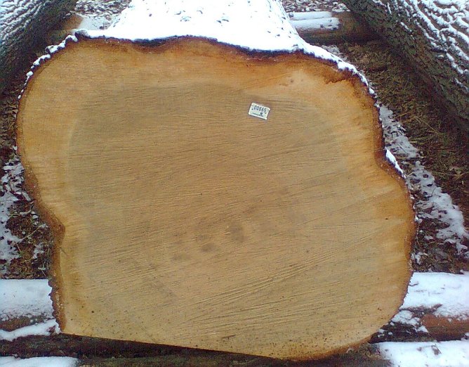 Die teuerste Eiche (Foto: C. Wiegleb)