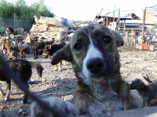 Zust&auml;nde im Shelter in Rum&auml;nien (Foto: privat)