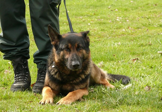 Falco (Foto: Zoll) Falco (Foto: Zoll)