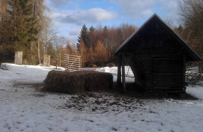 Winterf&uuml;tterung (Foto: Forstamt)