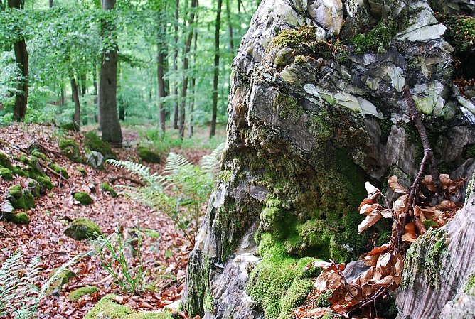Gipskarst im Alten Stolberg (Foto: BUND)